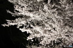 夜桜