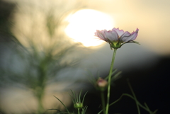 夕暮れ。。