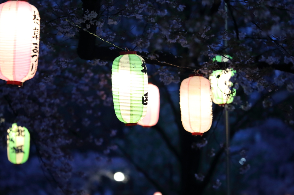 提灯が咲く公園