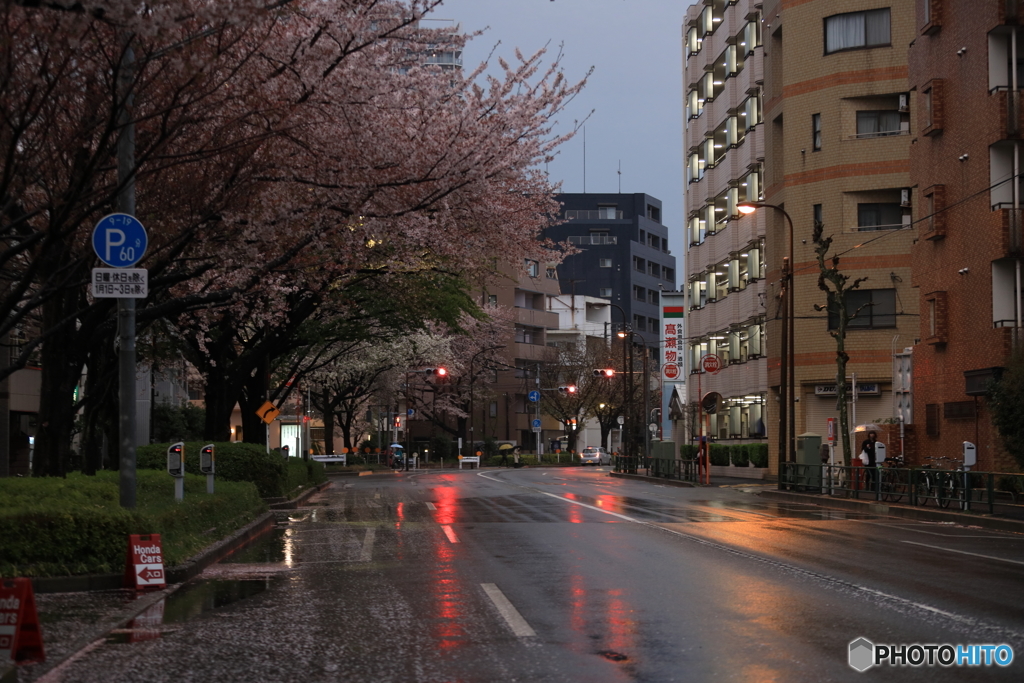 平成最後の桜　その１