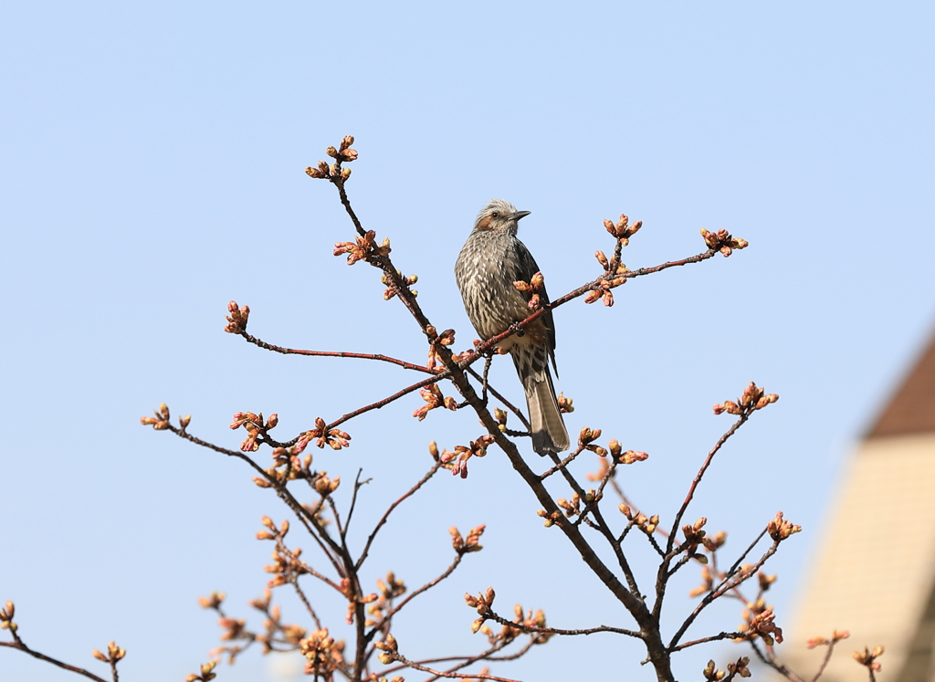 梅？と謎の鳥。