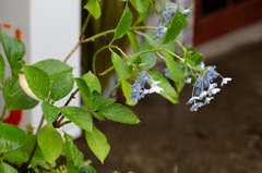 紫陽花？