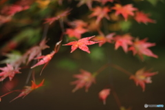 雨…