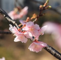 寒桜　part１