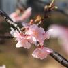 寒桜　part１