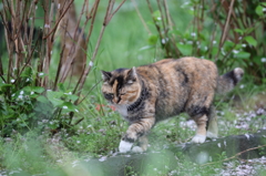 猫 そろり