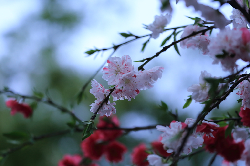 桃桜　その２