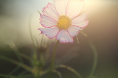 ゆうLight