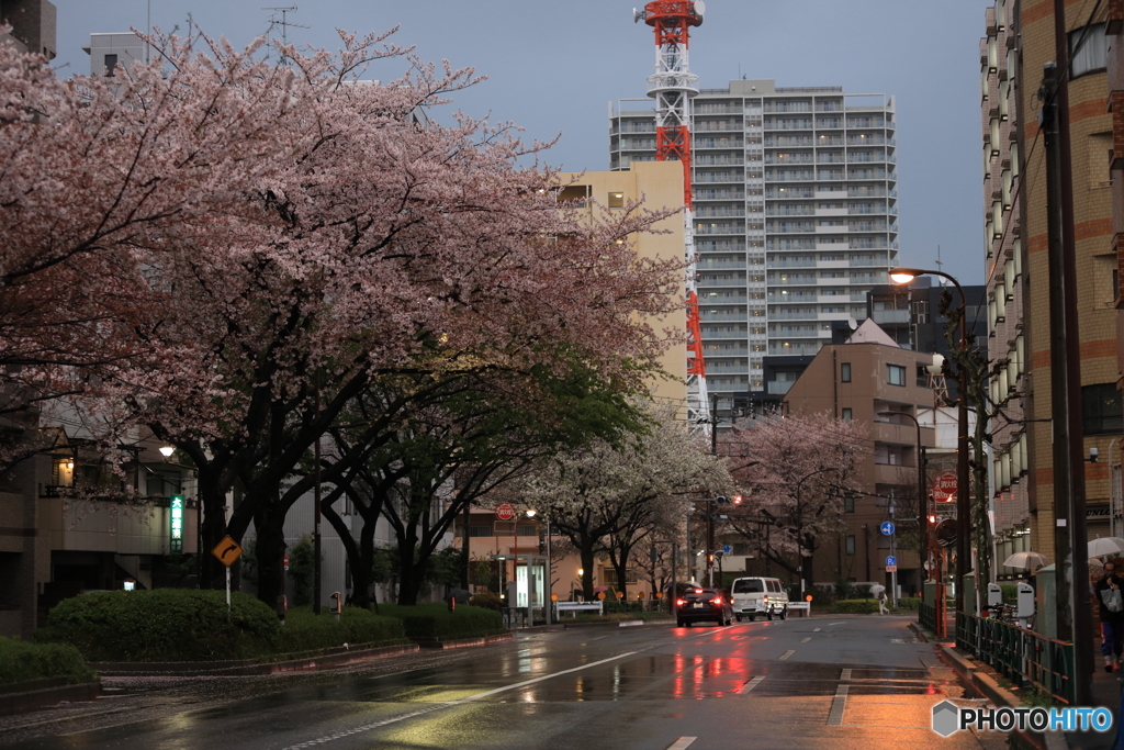 平成最後の桜　その２