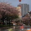 平成最後の桜　その２