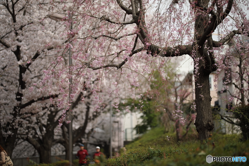 枝垂れ桜