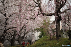 枝垂れ桜