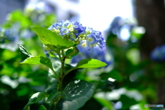紫陽花　in新宿