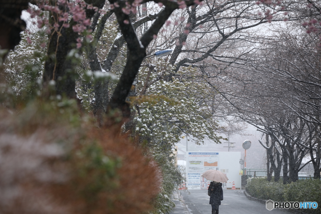 なごり雪。