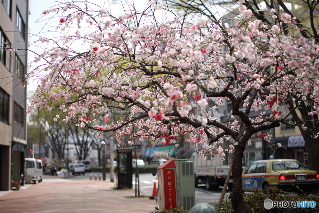 花桃