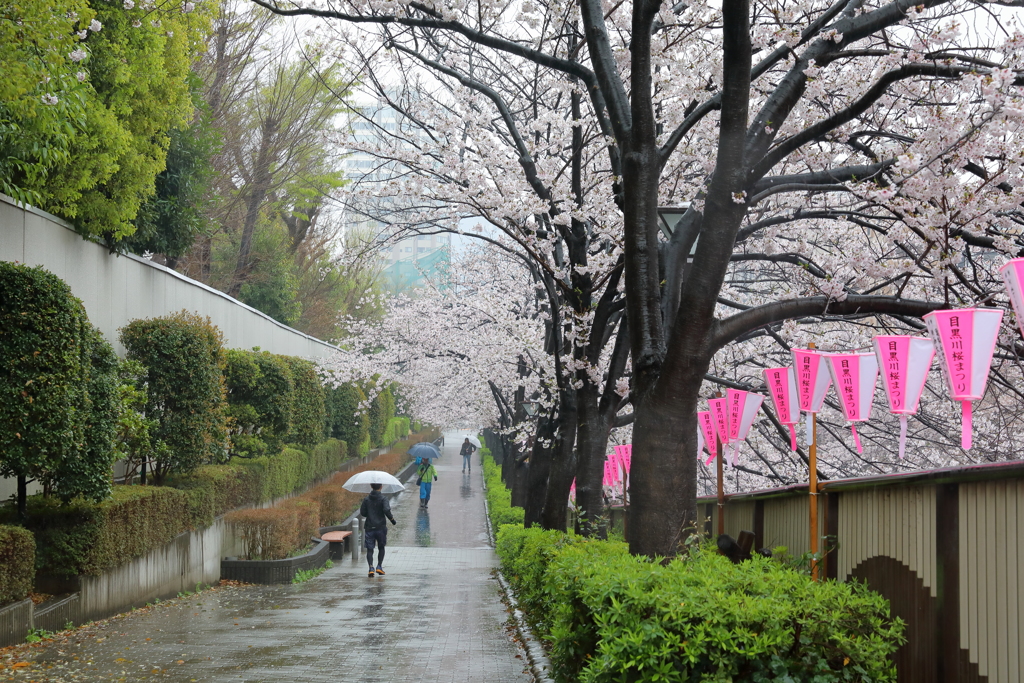 せっかくの桜が。。