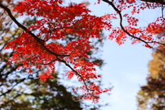 去りゆく季節に力強く咲く！「MOMIJI」