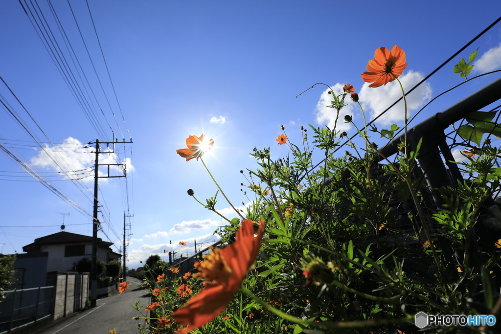 線路沿いに咲くダイヤモンド。。