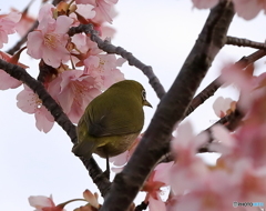 おメメ、ばっちし！　写真はイマイチw