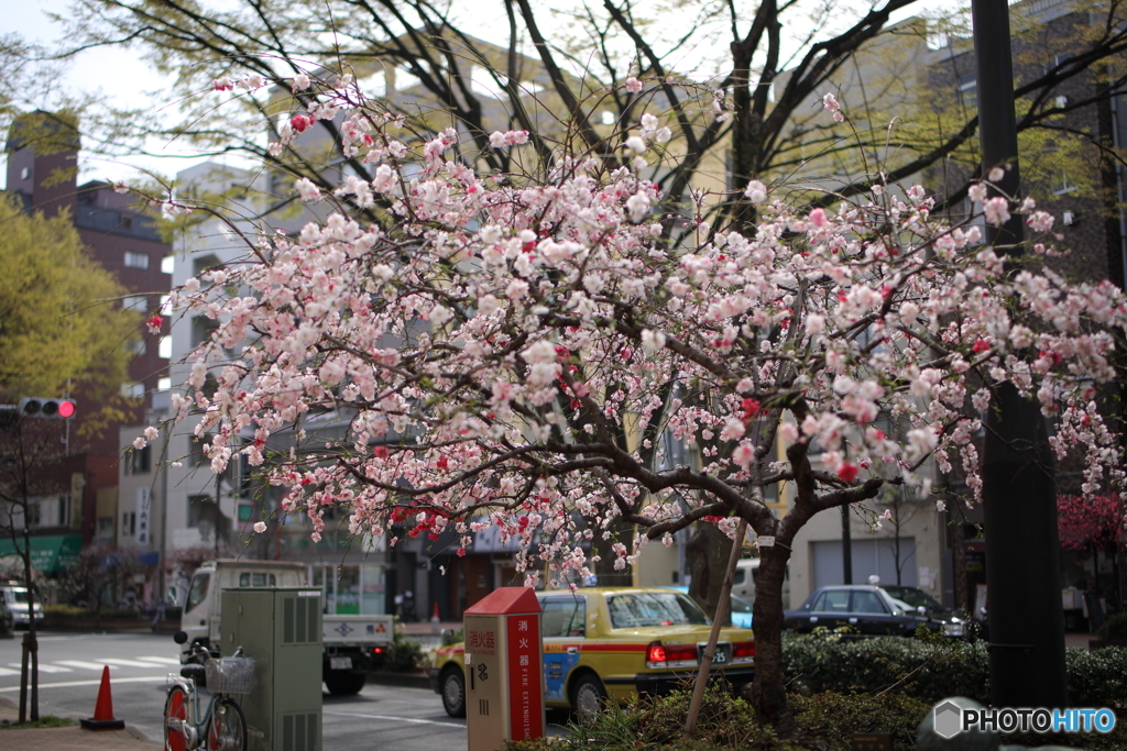 花桃の咲く街