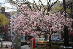 花桃の咲く街