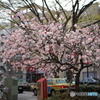 花桃の咲く街