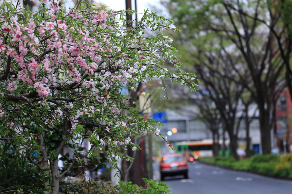 桃桜　その１