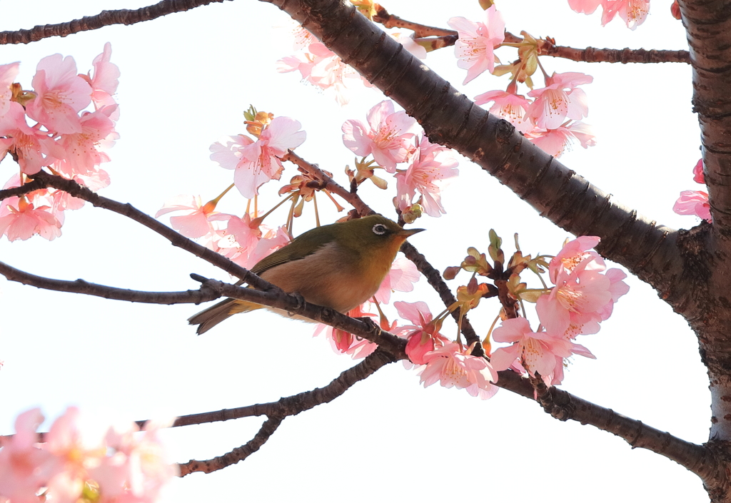 フルサイズ不要？（メジロと桜の花編）