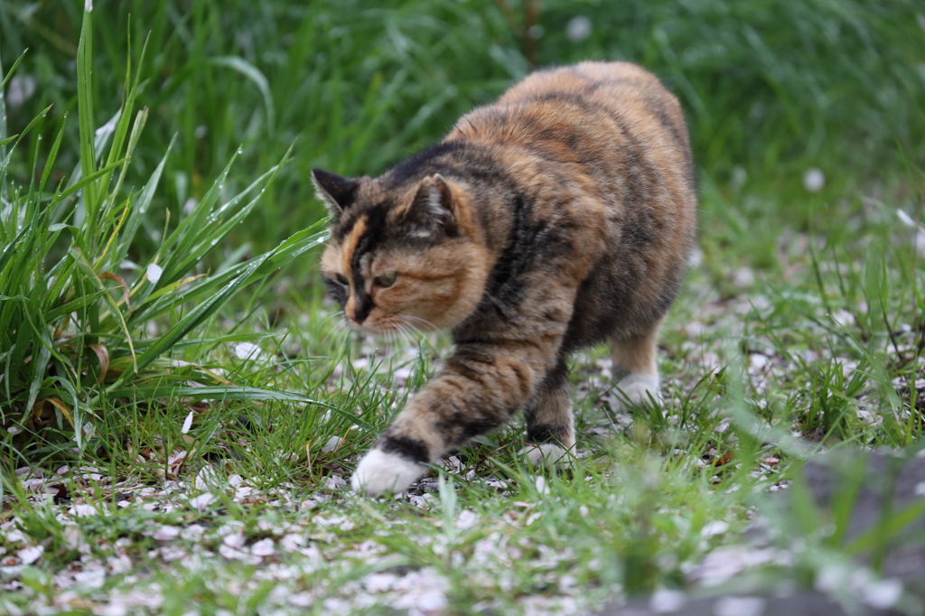 猫　いざ出陣！