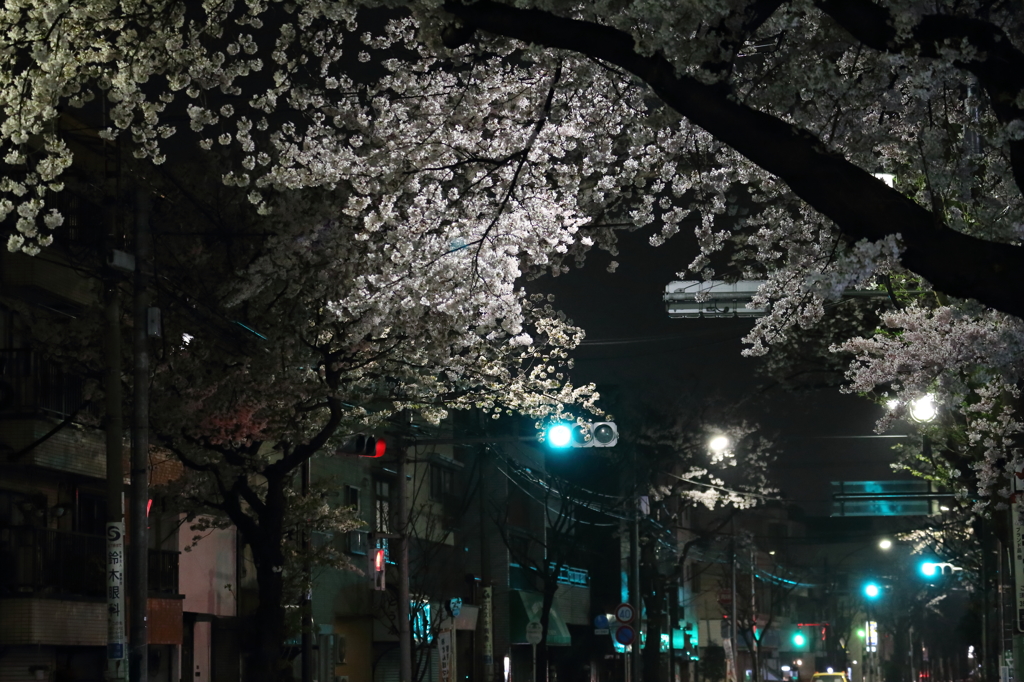 闇に照らされる桜
