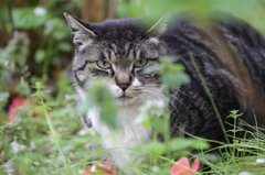 猫　見るんじゃねーよ