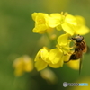 菜の花　その２