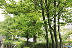 都会のオアシス。（緑を求めて。。）