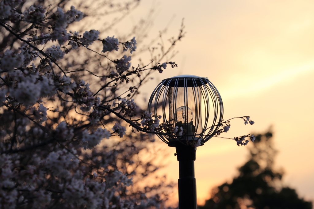 君を照らす為に...。