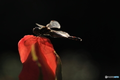 薔薇の花弁と君の姿。