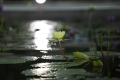 人工色とコラボ。