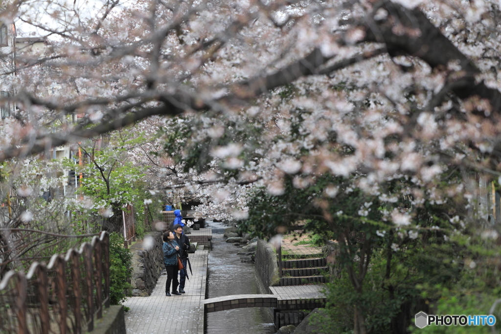都内の桜（実は神奈川県でしたw）
