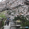 都内の桜（実は神奈川県でしたw）