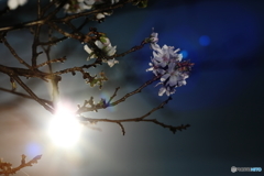 日中に夜桜の様に撮る。。