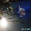 日中に夜桜の様に撮る。。