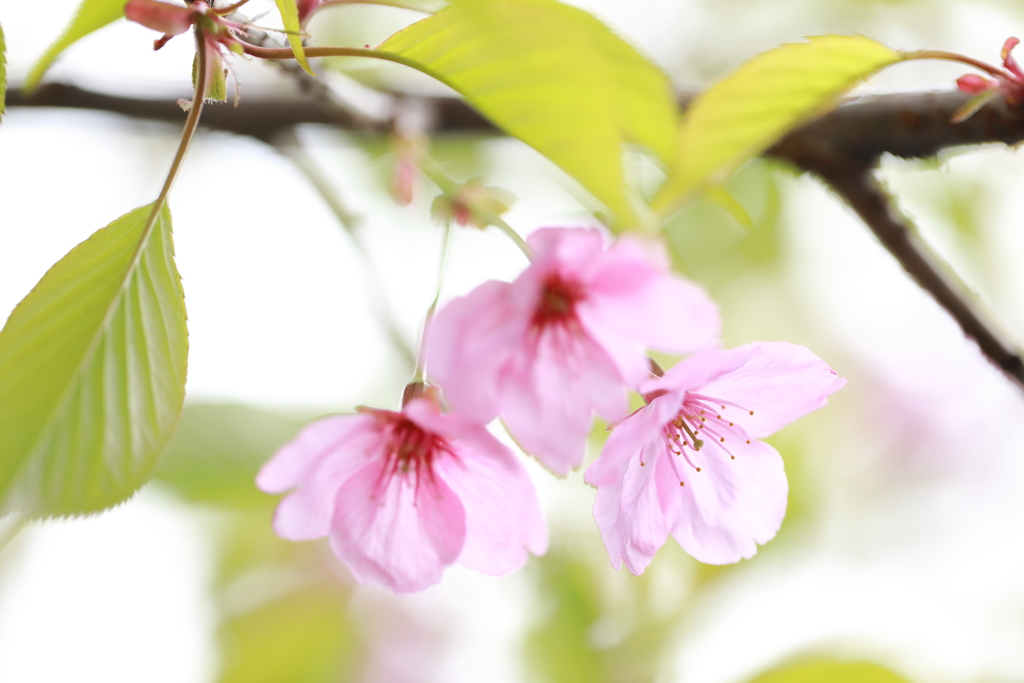 桜と言えば、さくら餅！