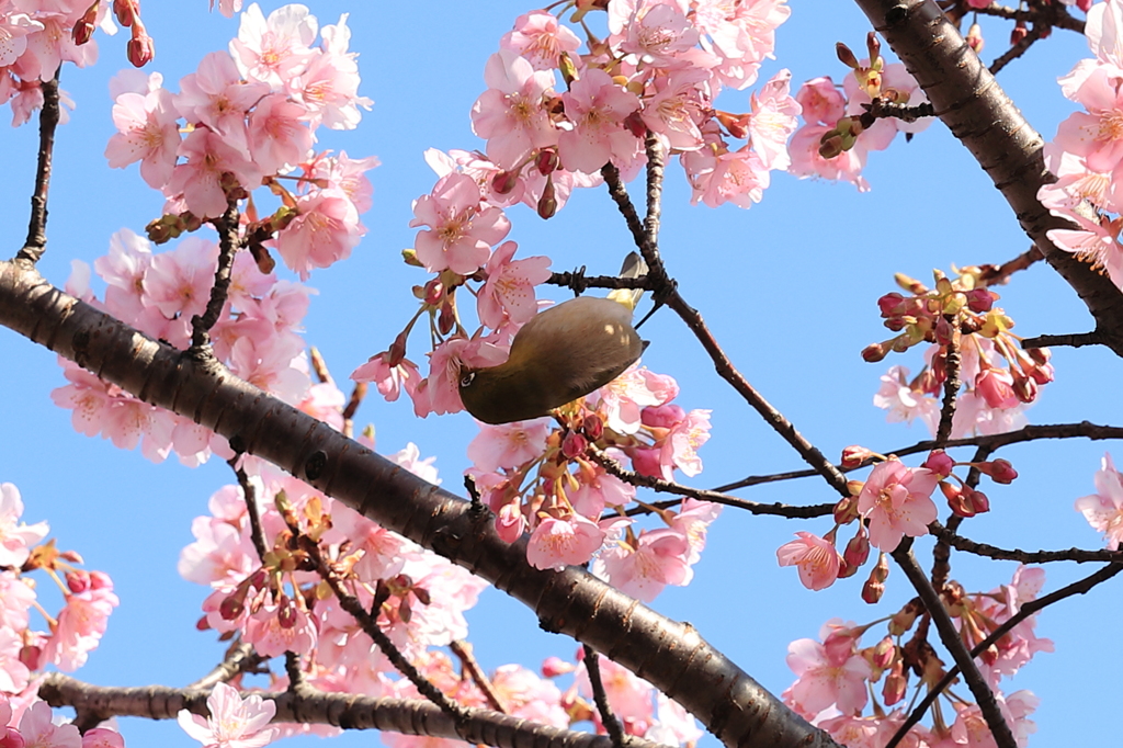 初撮り？鳥？