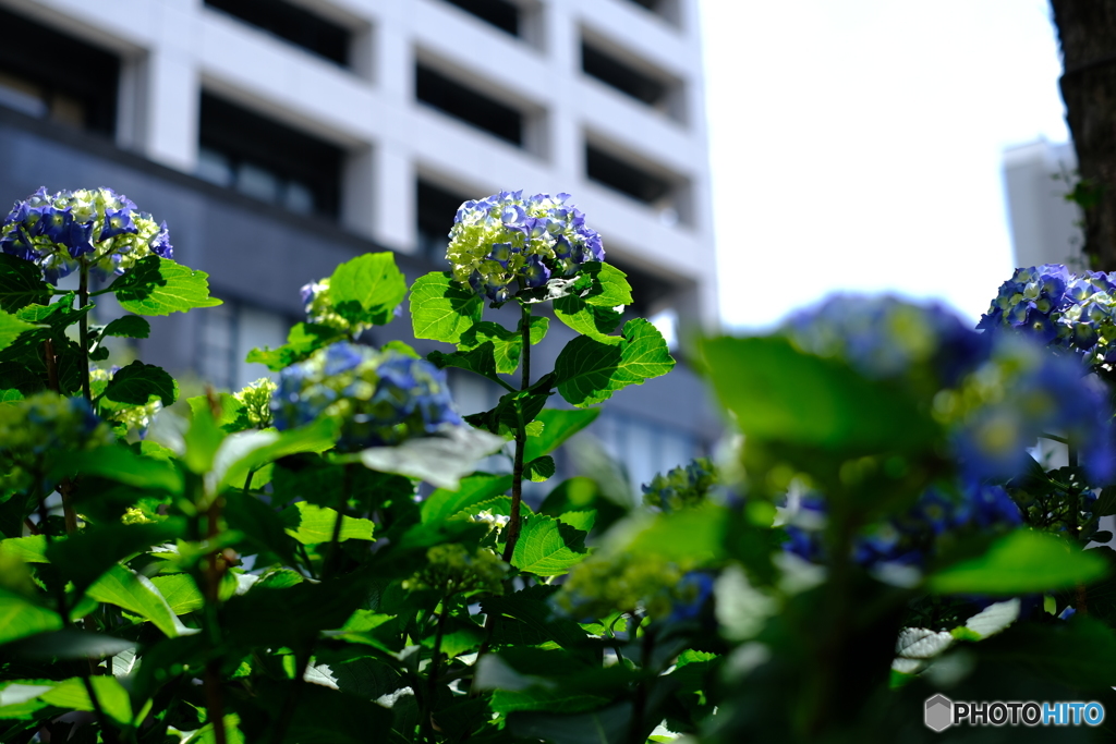 紫陽花　in新宿駅パート２