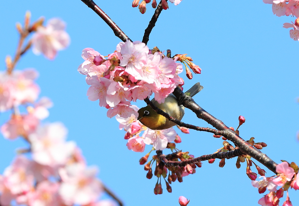 春はもうすぐ。（桜とメジロ）