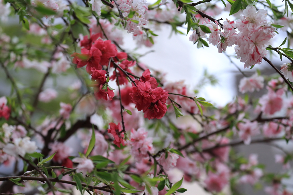 桃桜　その３
