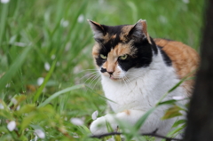 猫 ううん?