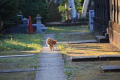 散歩する。。