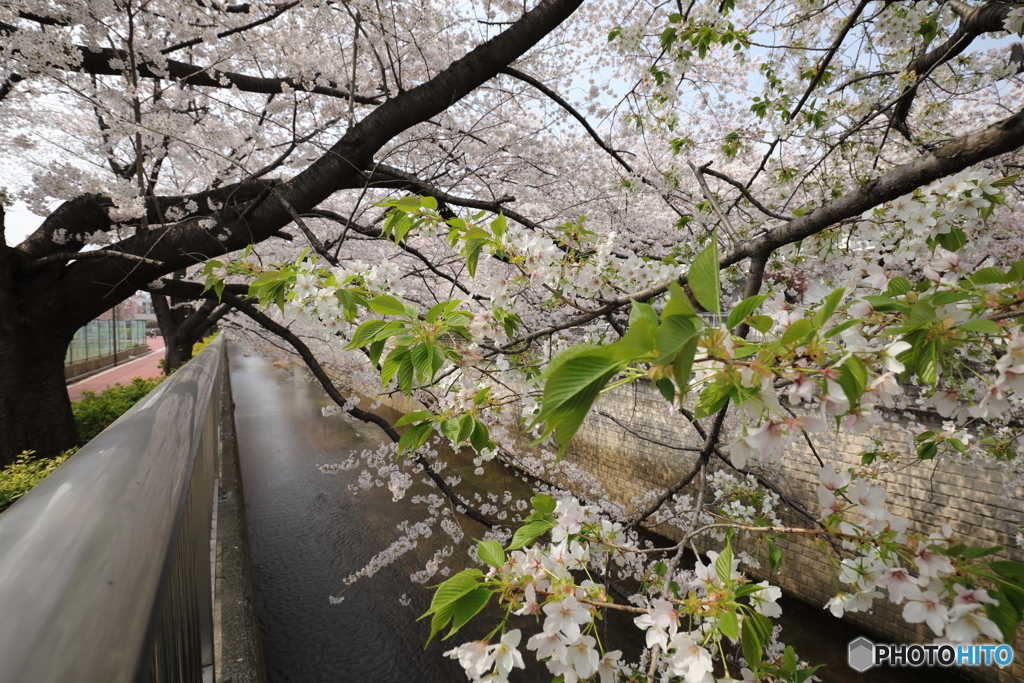 山桜