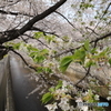 山桜