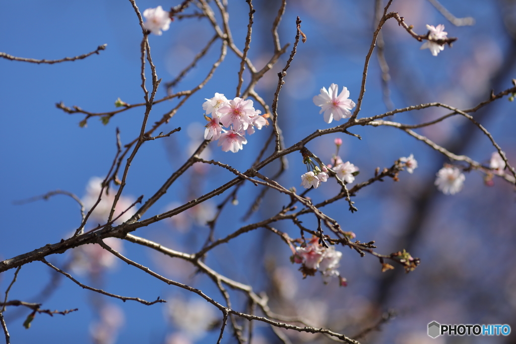 秋にも咲く桜。。